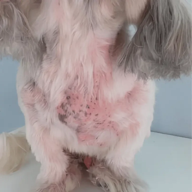 antes dermatite canina irritacao pele pet sbo