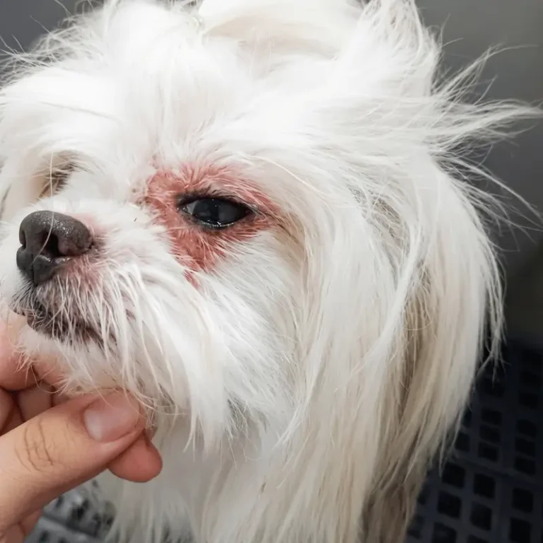 antes irritacao ocular lagrima acida pet banho ozonio sbo