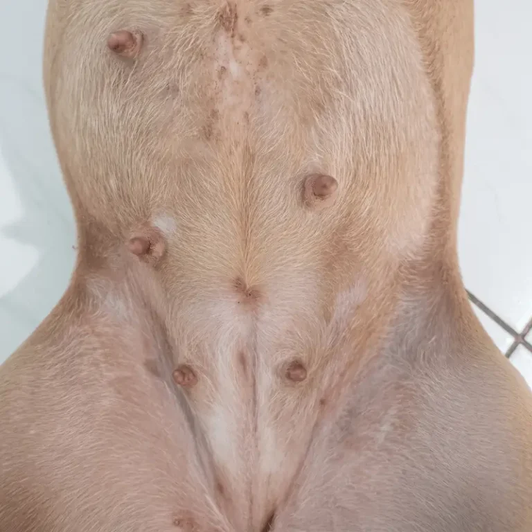 depois tratamento dermatite banho ozonizado pet shop spa santa barbara doeste